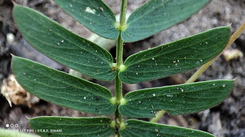 Chamaecrista serpens, photograph 6