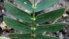 Chamaecrista serpens, photograph (c) Thomaz Ricardo Favreto Sinani, some rights reserved (CC BY)