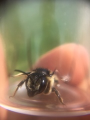 Megachile