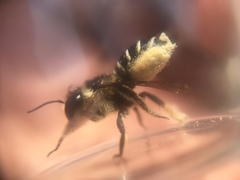 Megachile