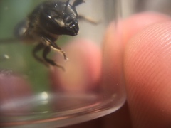 Megachile