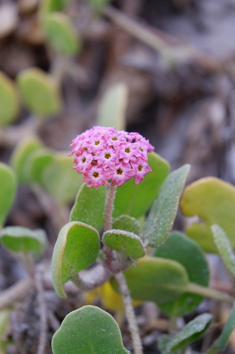 Red sand verbena (Abronia maritima)
