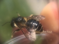 Megachile