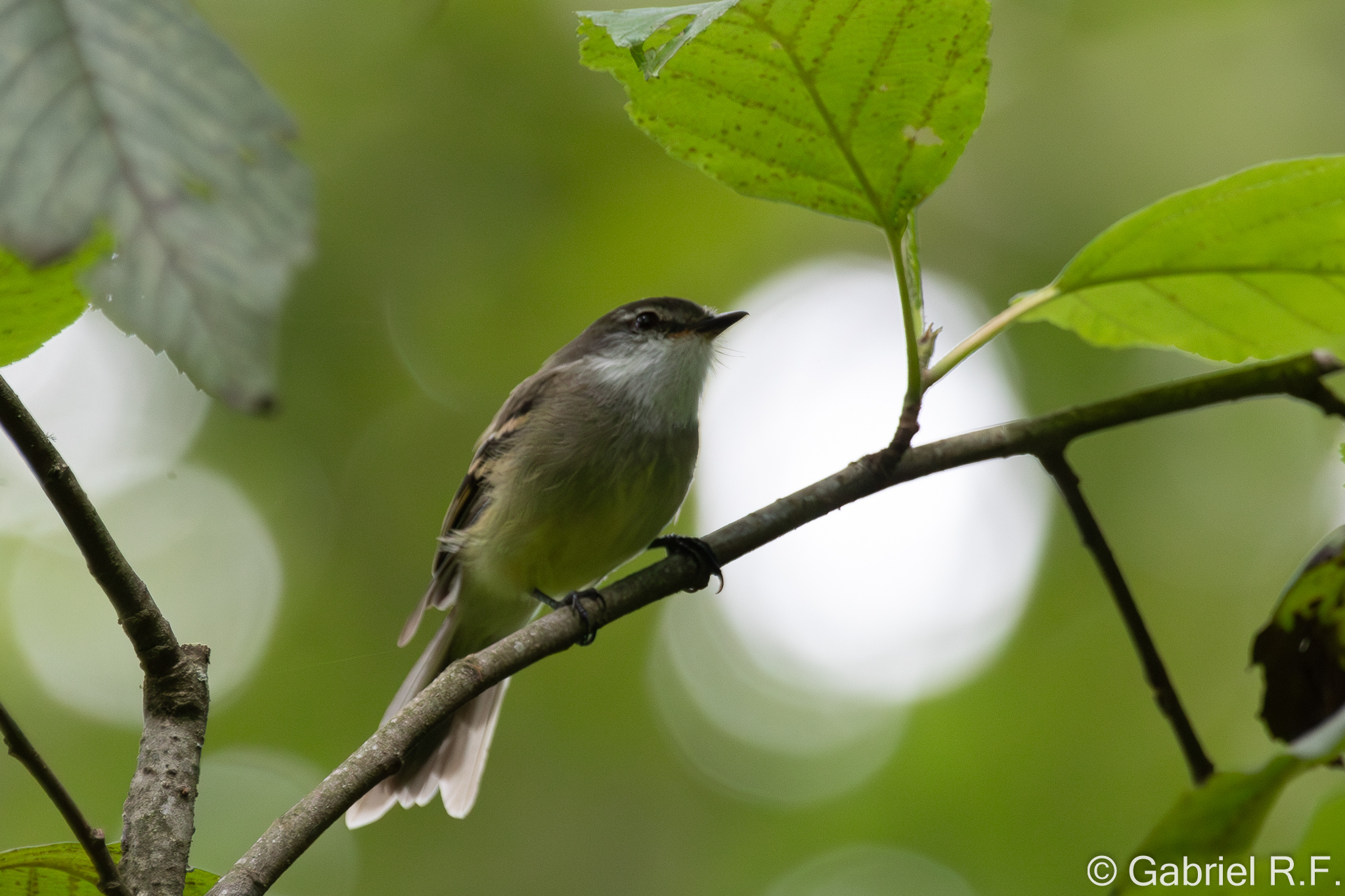 White-throated Tyrannulet (Mecocerculus leucophrys), photo 4