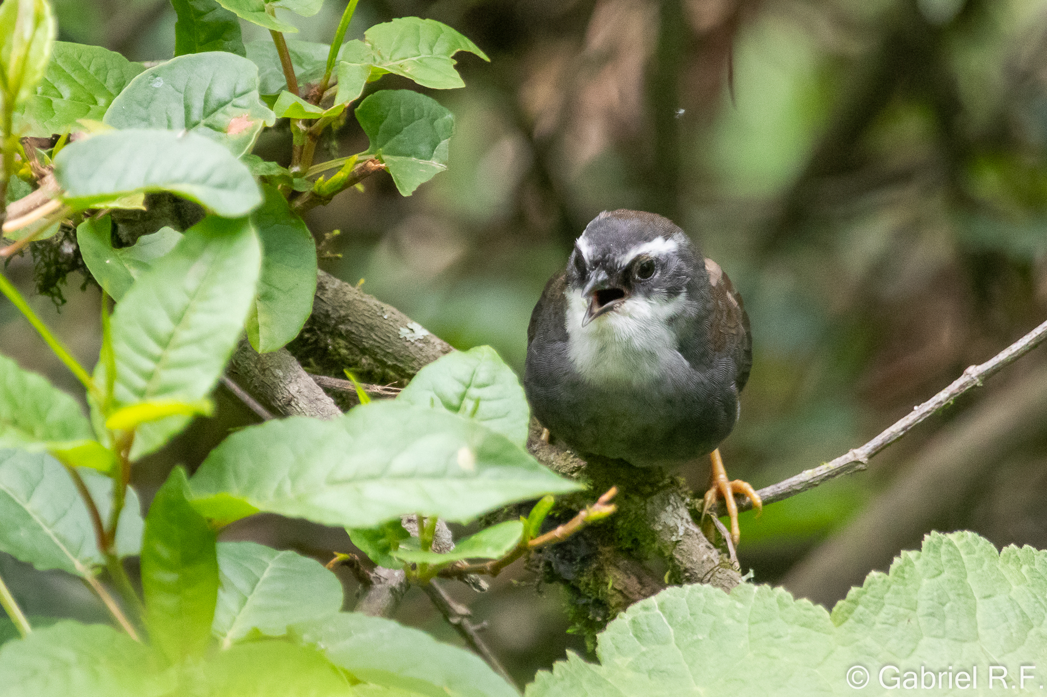 White-browed Tapaculo (Scytalopus superciliaris), photo 1