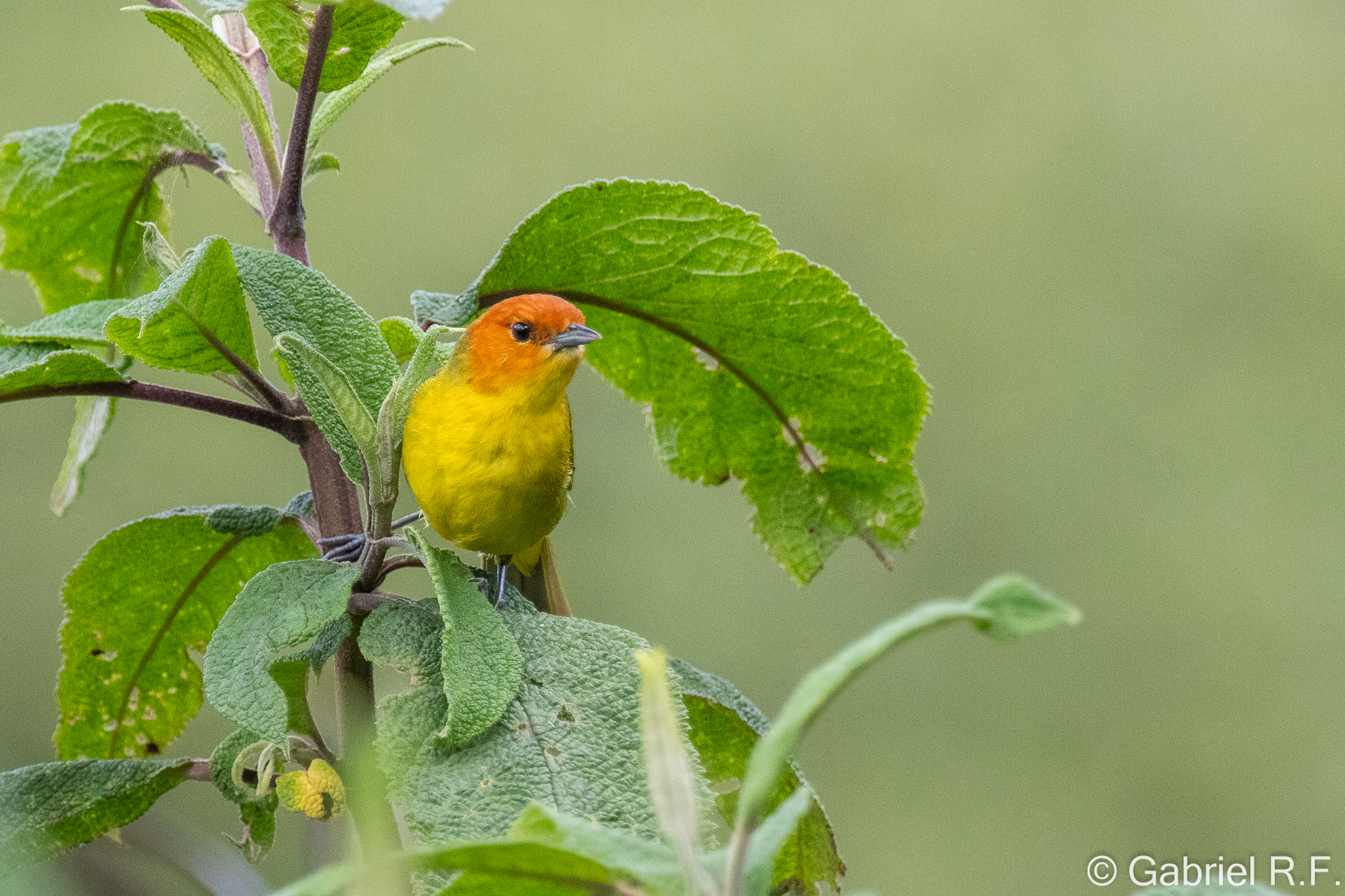 Rust-and-yellow Tanager (Thlypopsis ruficeps), photo 3
