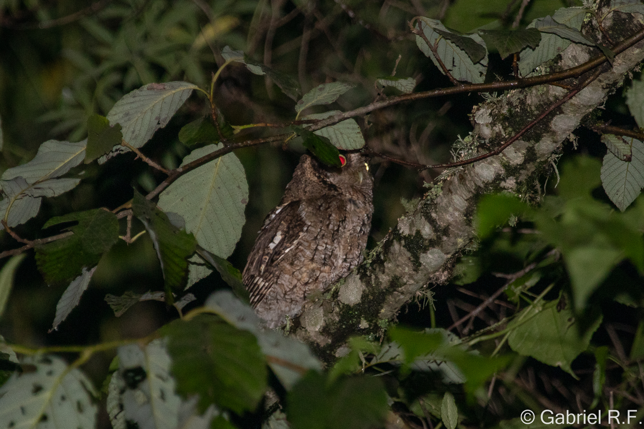 Yungas Screech Owl (Megascops hoyi), photo 2