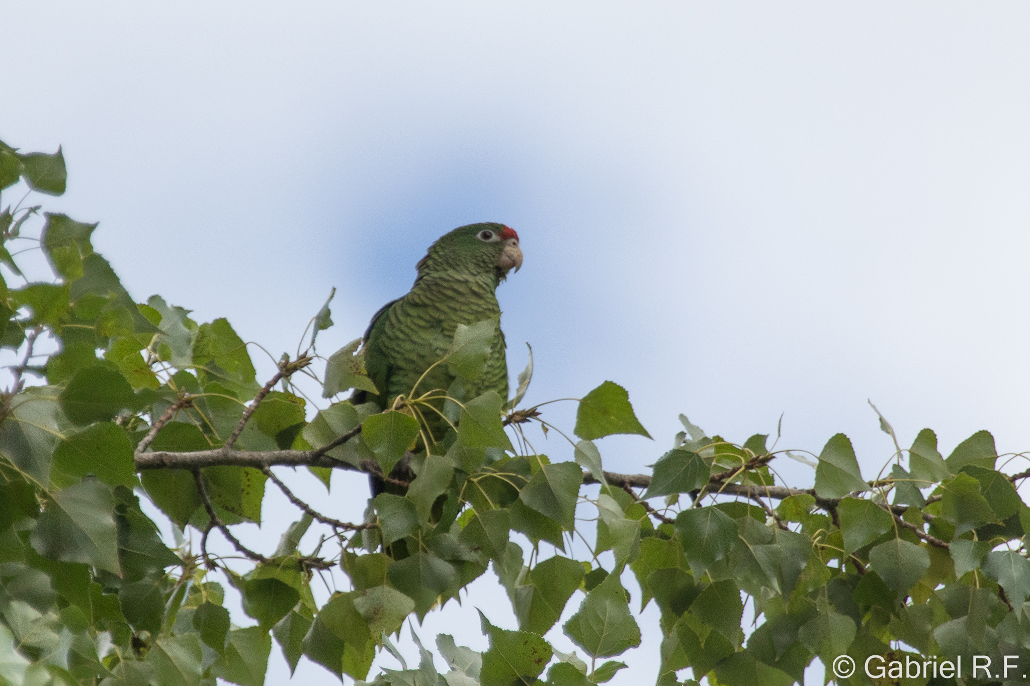 Tucuman Amazon (Amazona tucumana), photo 3