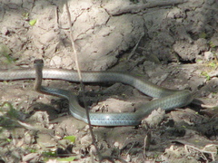 Masticophis schotti ruthveni