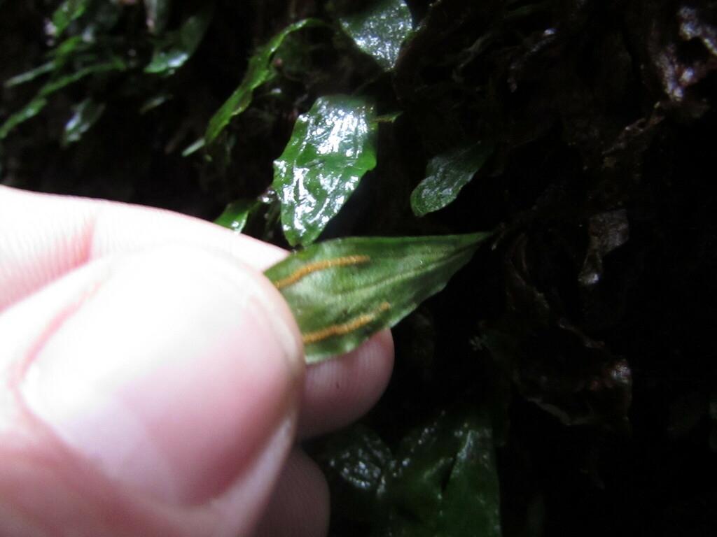 Radiovittaria minima