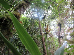 Brassia chlorops, photograph Chris Hoess, CC BY-SA, iNaturalist via GBIF