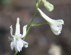 Delphinium hansenii