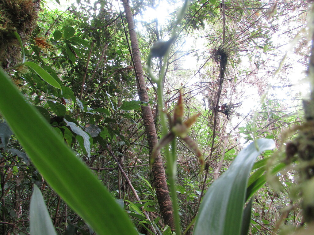Brassia chlorops
