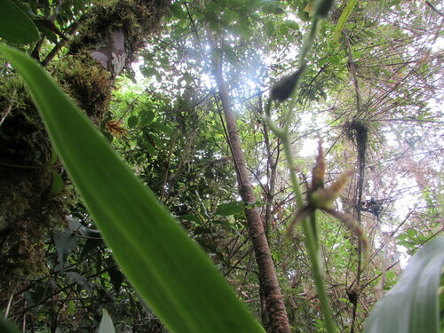 Brassia chlorops, photograph 5
