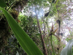 Chris Hoess, CC BY-SA, iNaturalist via GBIF Brassia chlorops, photograph Chris Hoess, CC BY-SA, iNaturalist via GBIF