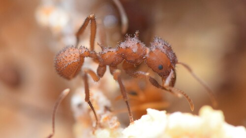 Mycetomoellerius zetekiMycetomoellerius zeteki