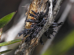 Septobasidium clelandii