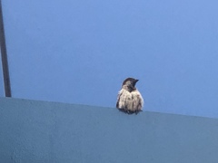 Passer domesticus