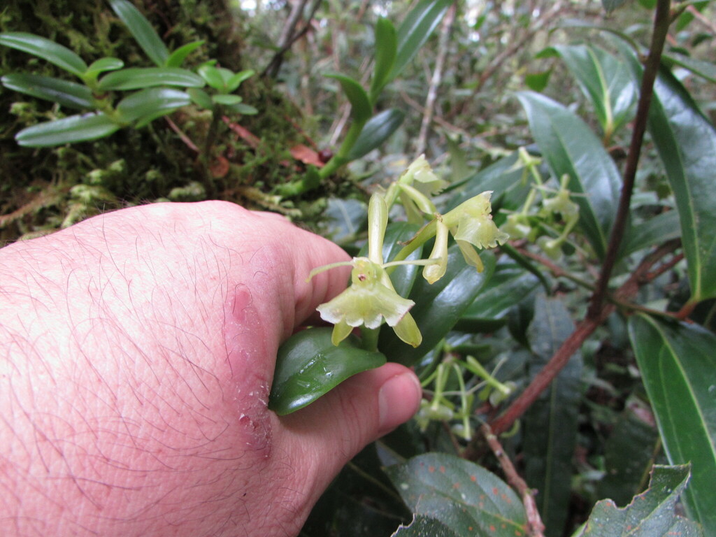 Epidendrum trialatum