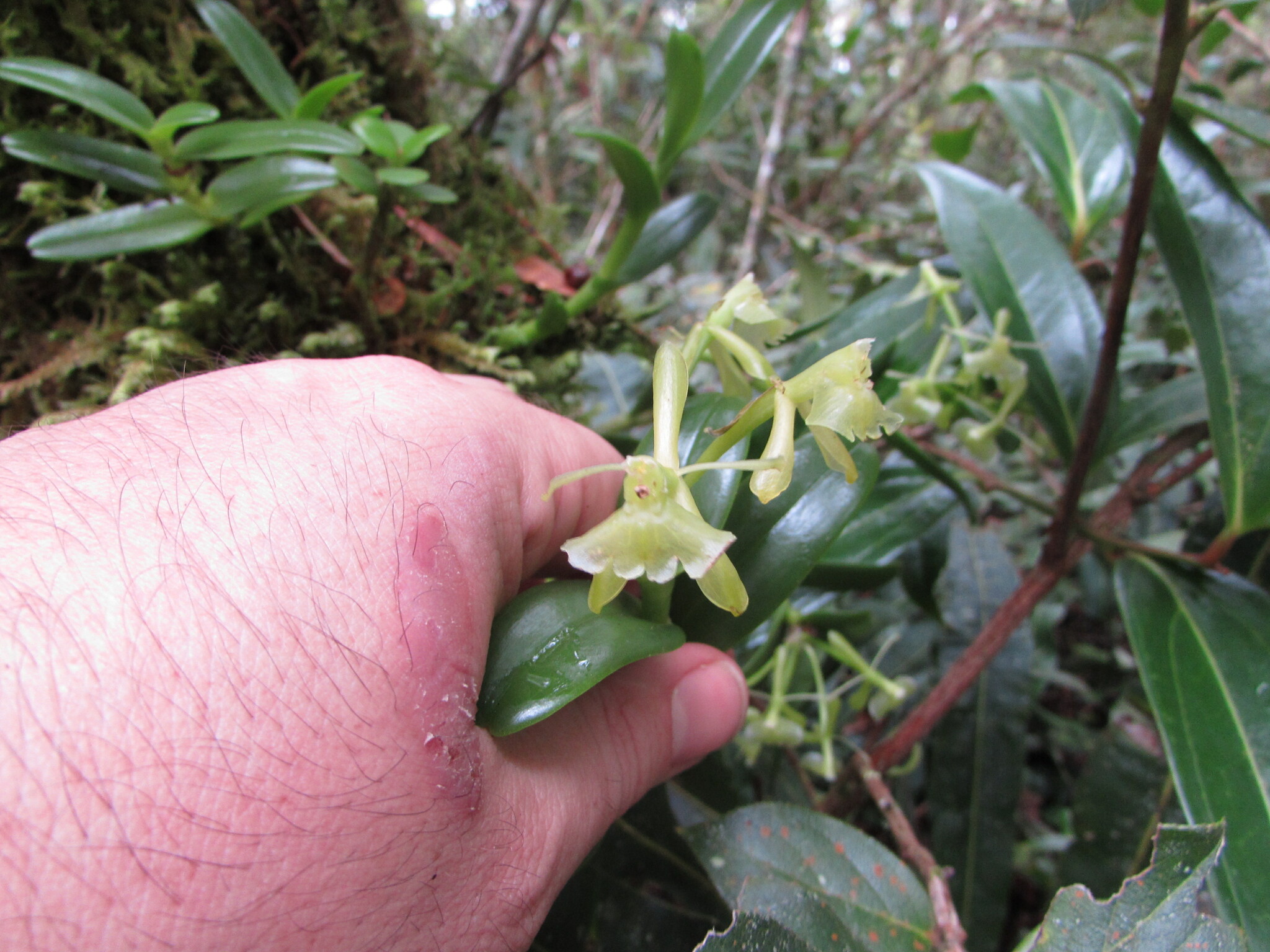 Epidendrum trialatum Hágsater & L.Sánchez