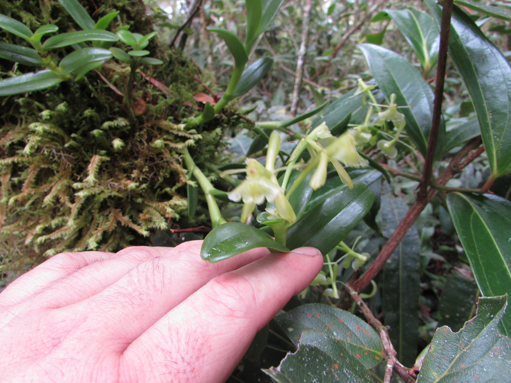 Epidendrum trialatum Hágsater & L.Sánchez 2