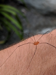 Leiobunum politum