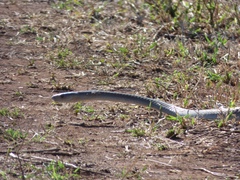 Dendroaspis polylepis