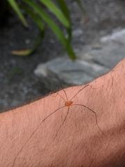 Leiobunum politum