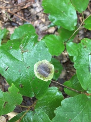 Cameraria hamameliella