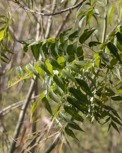 Foto de Neem