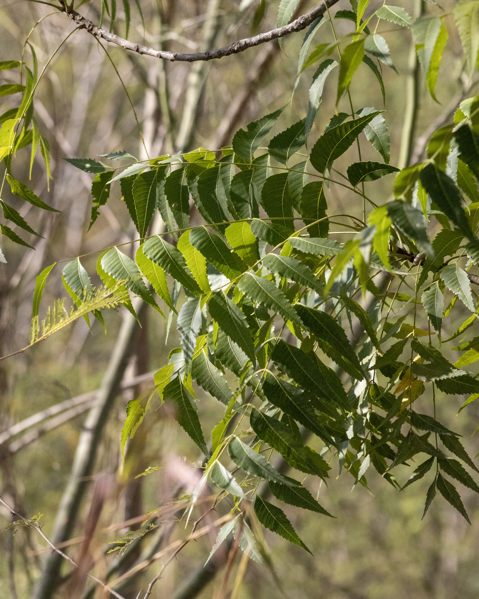 Imagem de Neem