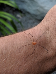 Leiobunum politum