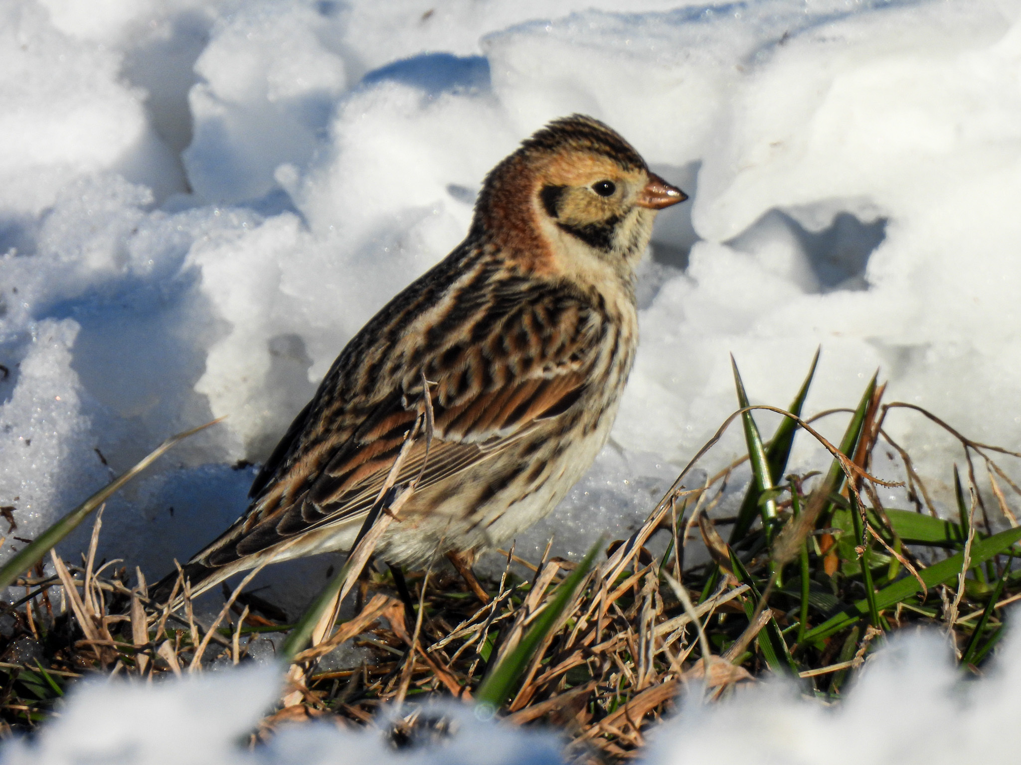 Lapland Bunting (Calcarius lapponicus)