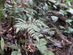 Pteris muricata
