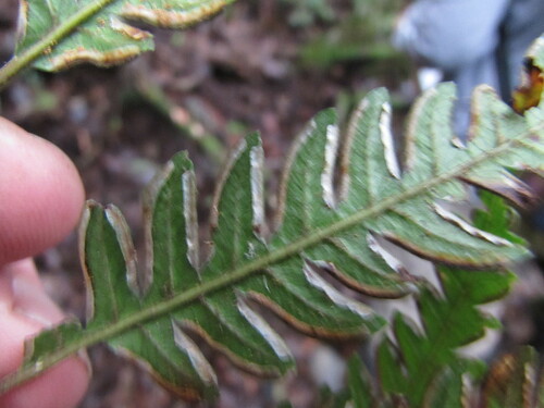 Pteris muricata, photograph 1