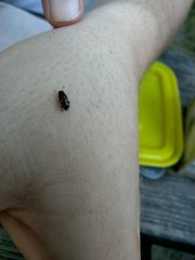 Glischrochilus quadrisignatus