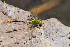 Erpetogomphus crotalinus