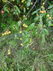 Prunus munsoniana