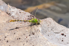 Erpetogomphus crotalinus