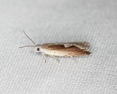 Ancylis diminuatana