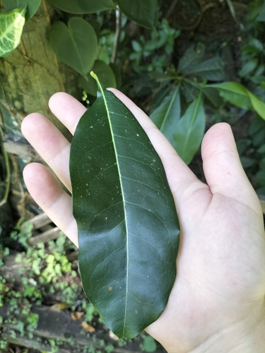 Foto de Cabeludinha