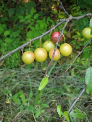 Prunus munsoniana