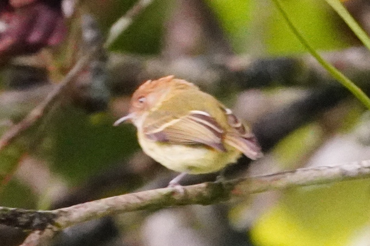 Scale-crested Pygmy Tyrant (Lophotriccus pileatus), photo 1