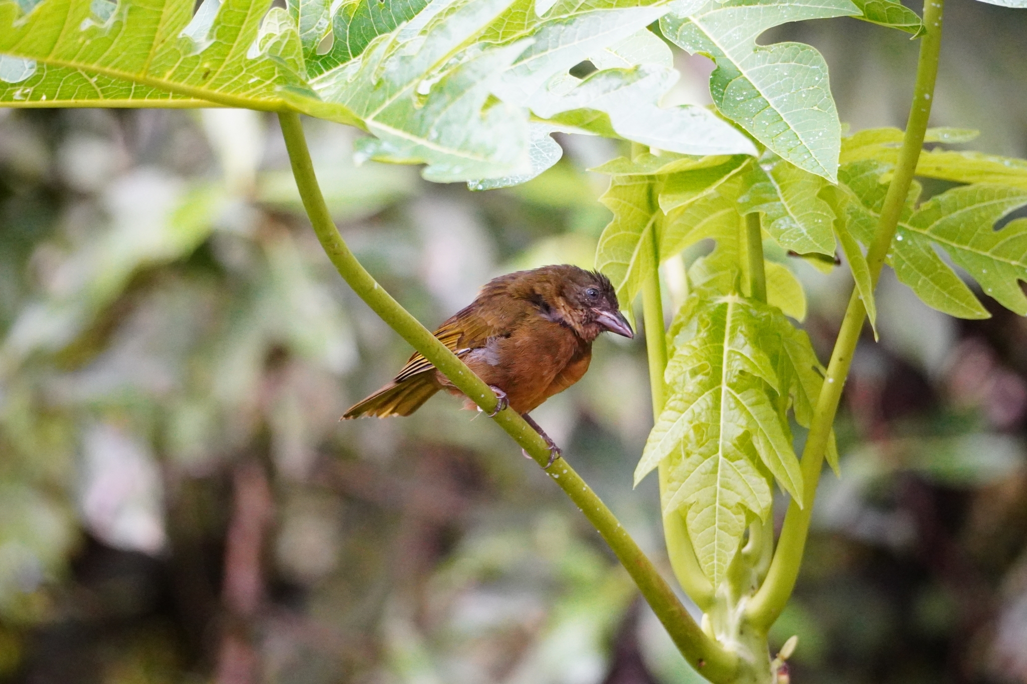 Ochre-breasted Tanager (Chlorothraupis stolzmanni), photo 5