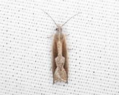Ancylis diminuatana