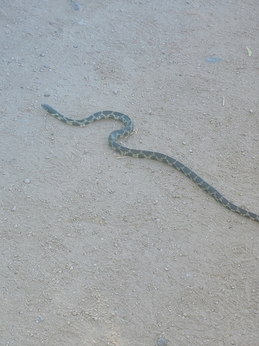 Desert Kingsnake
