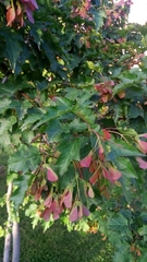Acer ginnala