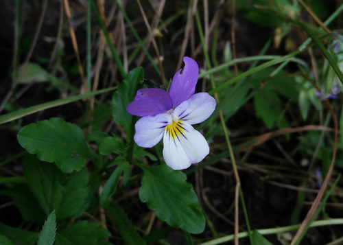 Viola tricolor