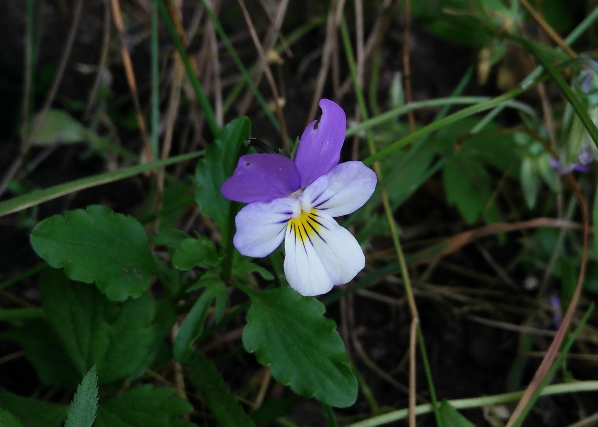 Gewöhnliches Feld-Stiefmütterchen (Viola tricolor): Herkunft und Verwendung — foto 2