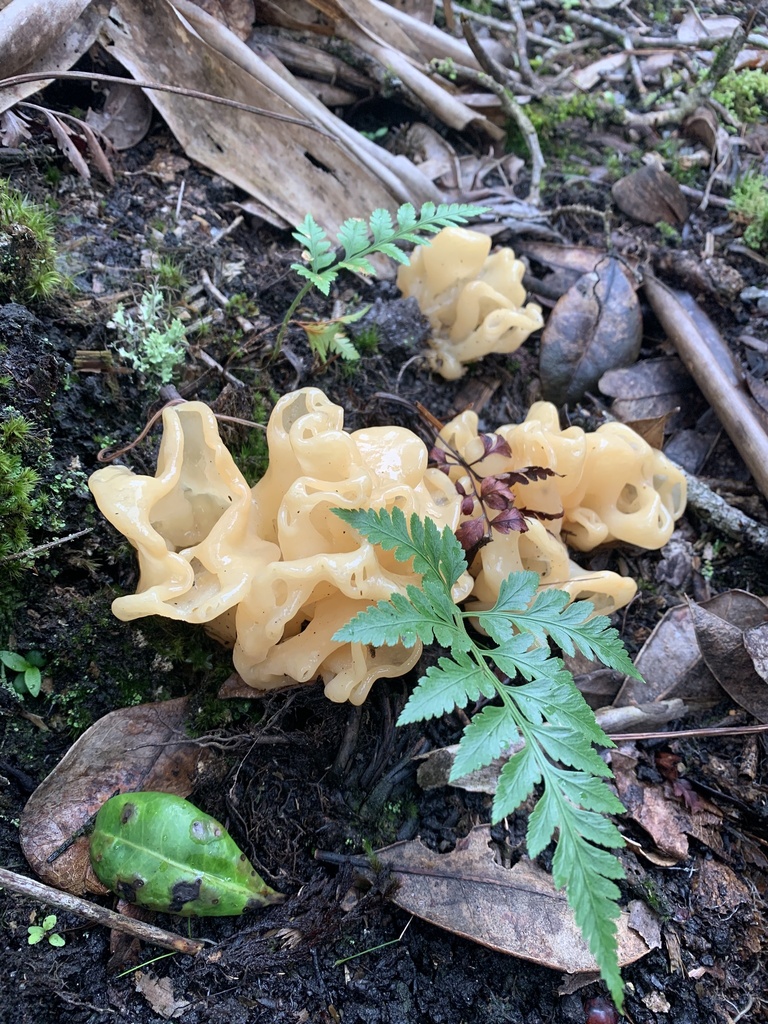 Sebacina aureomagnifica